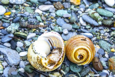 İki Makro deniz kabuğu güzel bir detay gösteriyor..