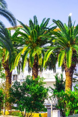 Büyük palmiye ağacı, bahçe doğası.