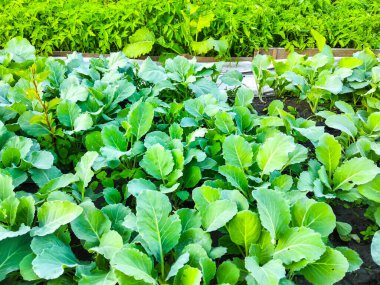 kabak filizlendirme bitki yetiştirme tarım