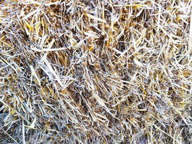 saman, saman, tasarım için kuru arkaplan, doku. 