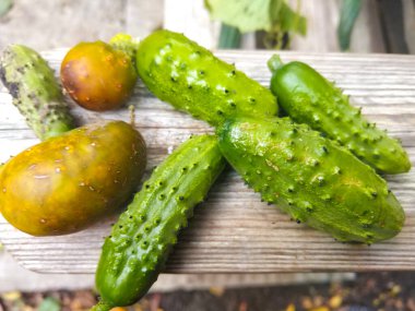 Tohum yetiştirmek için olgunlaşmış salatalıklardan birine yaklaş, sezon sonu..