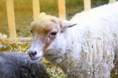 Koyun, koç ve keçi sürüsü çayırda otlanıyor.