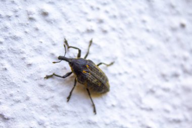 Black long nosed beetle sitting on white wall