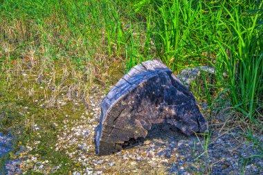  Nehir kıyısı, ağaç gövdesi, doğa.