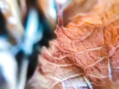 Kahverengi kuru yaprak dokusu arkaplanını kapat