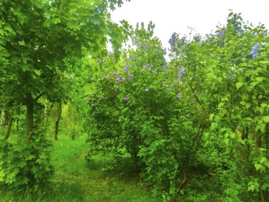 Leylak çiçekleri bahçedeki çalılar.