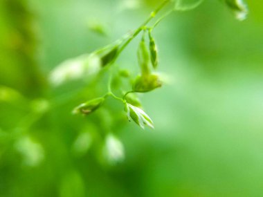 çayır arkaplan dokusunda yeşil yapraklar