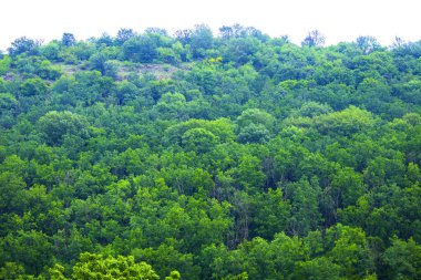 Şafak vakti dağ ormanı, havada hafif bir sis. Tepelerin manzaralı manzarası. Orman manzarası