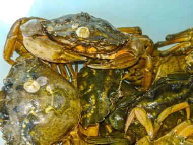 Deniz ürünleri taze yengeçler yaşam geçmişinde sürünüyor