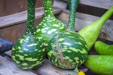 Taze lif ve balkabağı, arka plan için sebze, hasat.