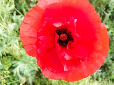 Büyük kırmızı gelincik çiçeği çayır doğası