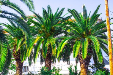 Büyük palmiye ağacı, bahçe doğası.