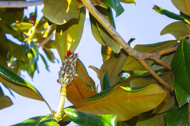 Geniş Magnolia meyvesi, yeşil yaprakların bulanık arka planında yakın planda.