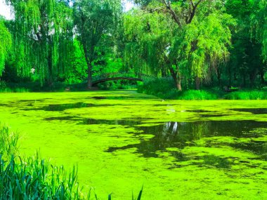 Park Gölü, Nehir Köprüsü Güneşli bir günde