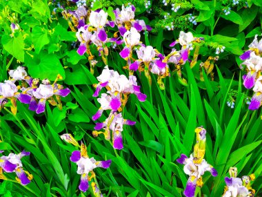 İris çiçekleri çiçek açıyor.