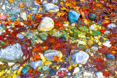 Nehir suyu kayalar ve sonbahar akçaağaç yapraklarıyla sıçrar.