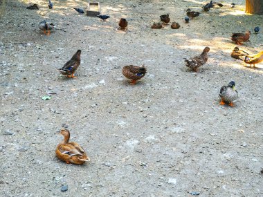 Kümes hayvanları: Evdeki köy avlusunda ördekler. 