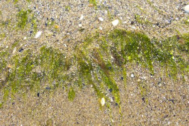 Kum plajı arkaplan dokusunda yosun