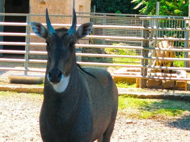 Impala koçu çimlerin üzerinde duruyor. Yakın çekim