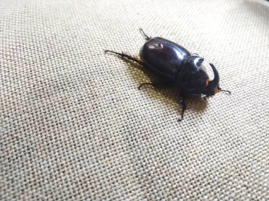 Beyaz arka plan üzerinde büyük kahverengi böceği