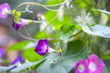 Bindweed Convolvulus althaeoides ya da Bush Morning Glory çiçeği doğada