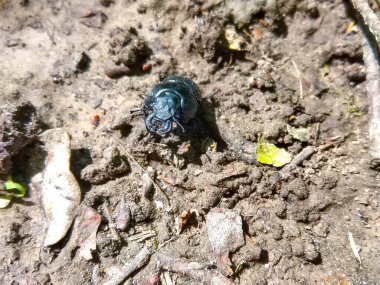 Bahçe yolunda büyük siyah bir böcek. 