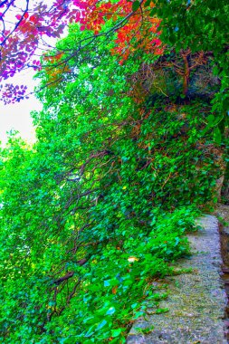 Çalılar, yeşil yapraklar dallar, sarmaşık