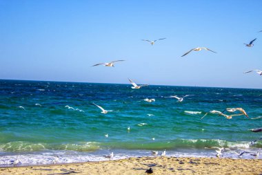 Martı kuşu plaj denizinde uçuyor