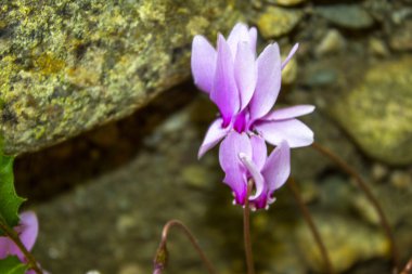 Doğadaki dağ çiçeği siklamenleri