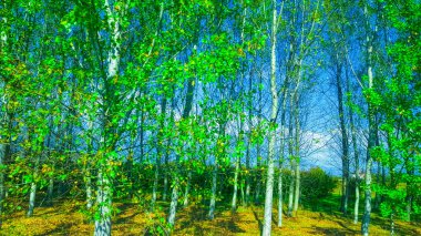 Ormanda yeşil yapraklı huş ağacı baharda