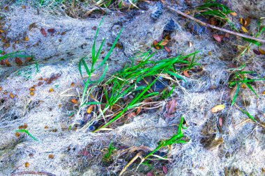 kuru yeşil çimen arkaplan dokusu