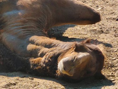 Doğada toprağın altında yatan deve.