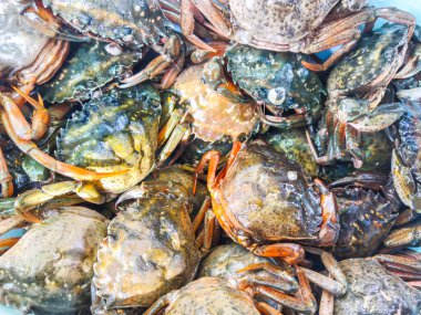 Deniz ürünleri taze yengeçler yaşam geçmişinde sürünüyor