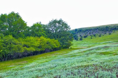 Green Field Hills manzara manzarası