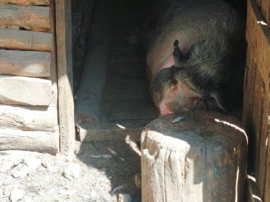 Büyük domuz ahırda uyuyor.