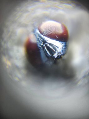 Cepheden gelen bir sineğin komik yüzü. makro