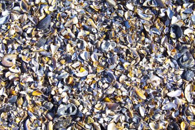 deniz kabukları, deniz kabukları arka plan dokusu