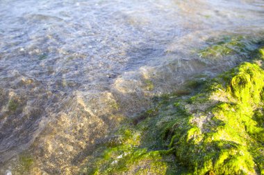 Kum plajı arkaplan dokusunda yosun