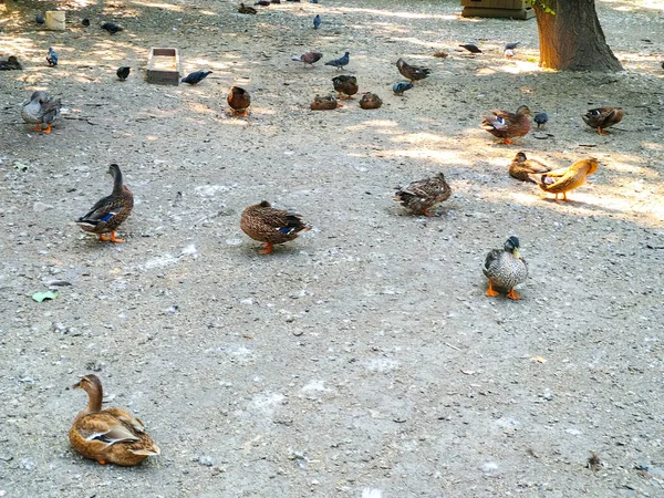 Volaille Canards Dans Cour Village Maison — Photo