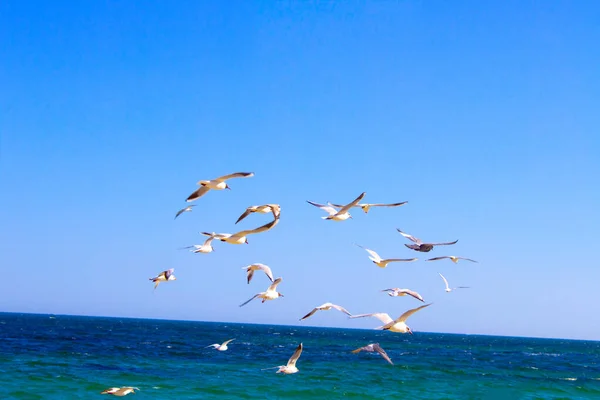 Seagull Bird Flying Beach Sea — Stock Photo, Image