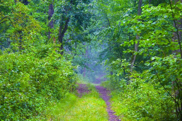 Сільська Дорога Зеленому Лісі Природа — стокове фото