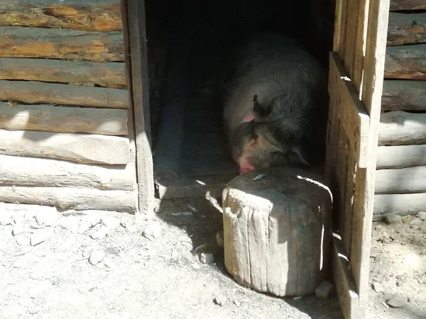 Big Pig Sleeps Barn — Stock Photo, Image