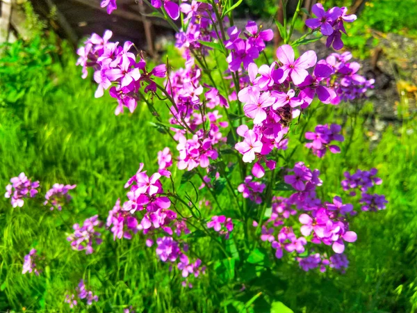 Rosafarbener Blumenstrauch Unserem Garten — Stockfoto