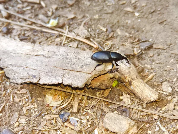 砂の上に立つ黒い長い鼻の甲虫 — ストック写真