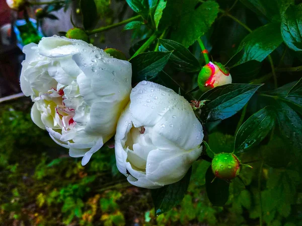 Branco Peônias Flor Orvalho Natureza — Fotografia de Stock