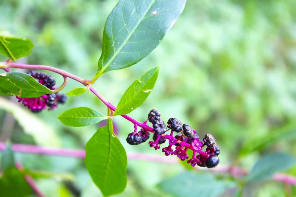 American Pokeweed Phytolacca Americana Flowers — Stok Foto