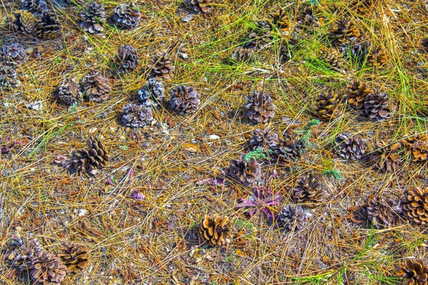 pine cones on ground, forest nature