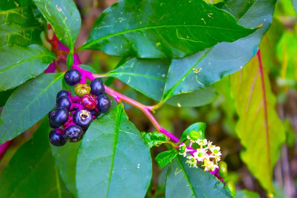 American Pokeweed Phytolacca Americana Flowers — Stok Foto