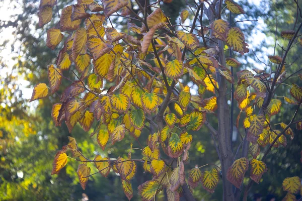 Autumn Listowie Gałęzi Drzewa — Zdjęcie stockowe