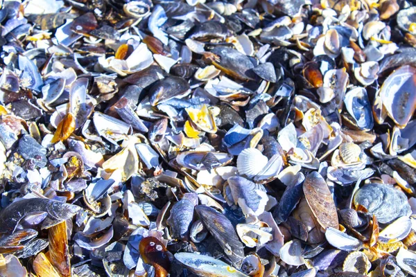 Marine Sea Shells Background Texture — Stock Photo, Image